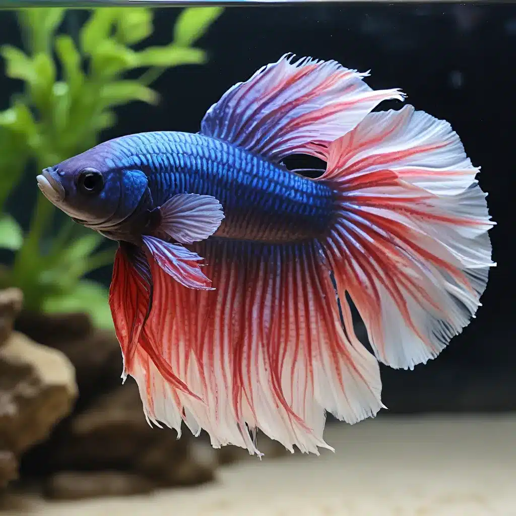 Embracing the Elegance of Marine Betta Species